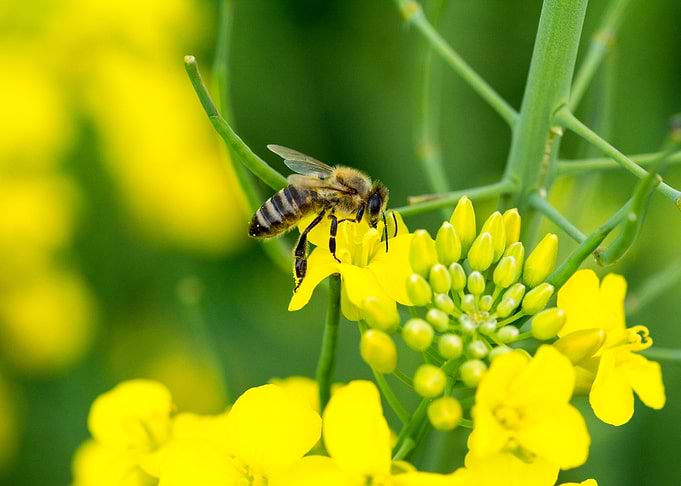 Honeybee