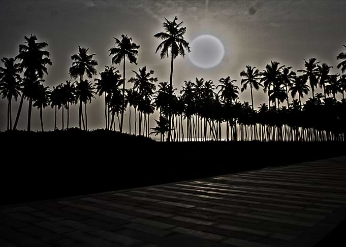 shadow nature