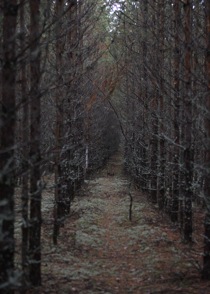 Dnse forest