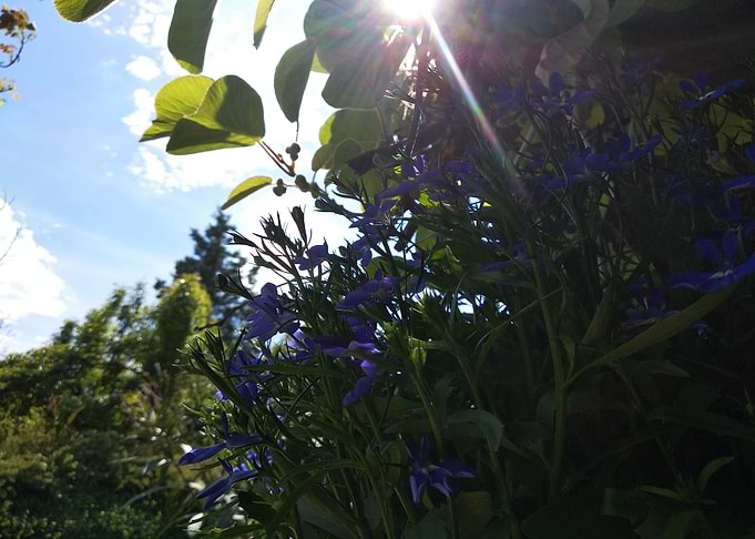 Blue spring
