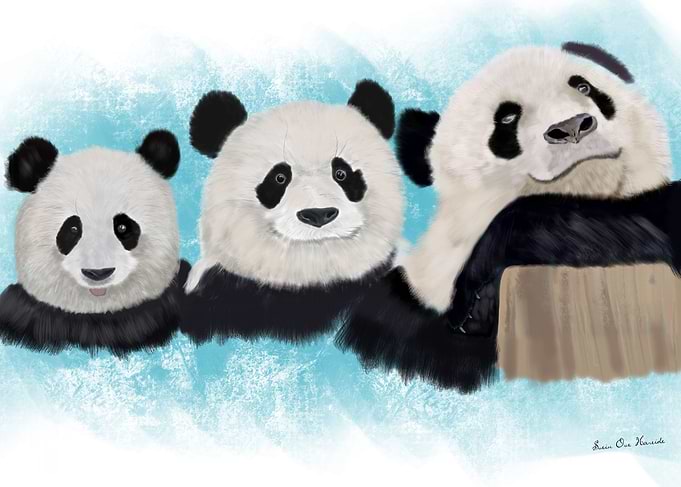 Three panda