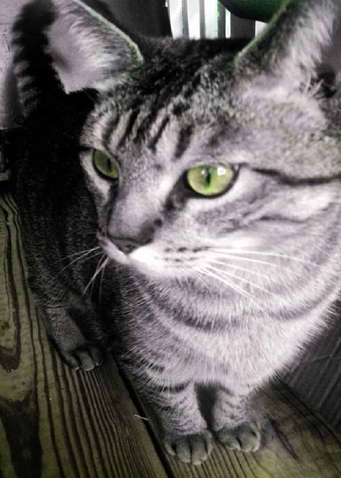 Philly Kitty 2