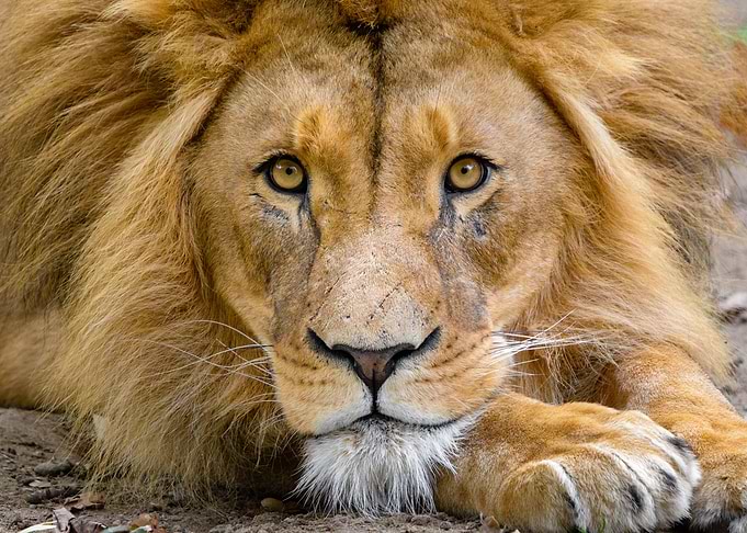 African Lion