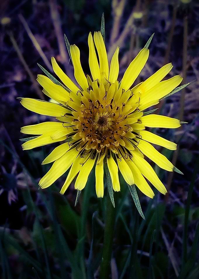 Tragopogon dubius