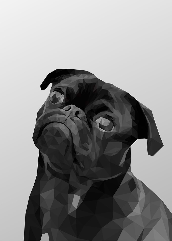 Black Bullmastiff Dog