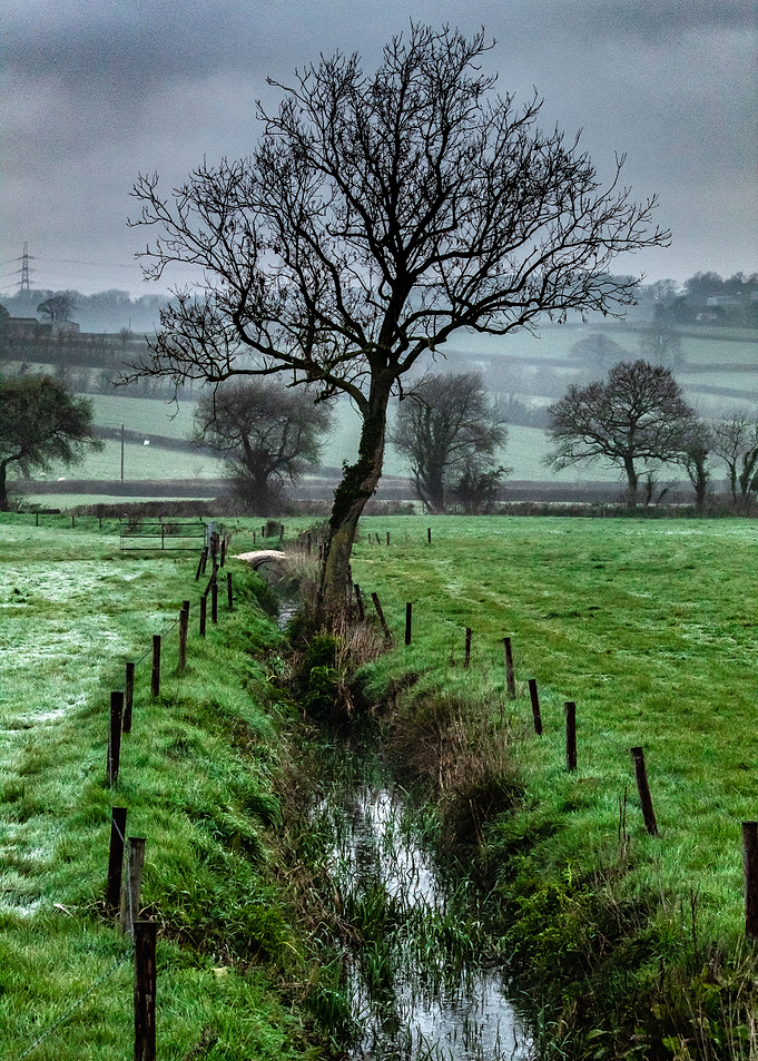 Moody Spring Morning