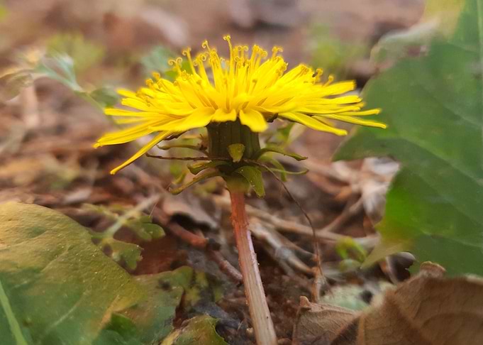 Yellow Curl Side
