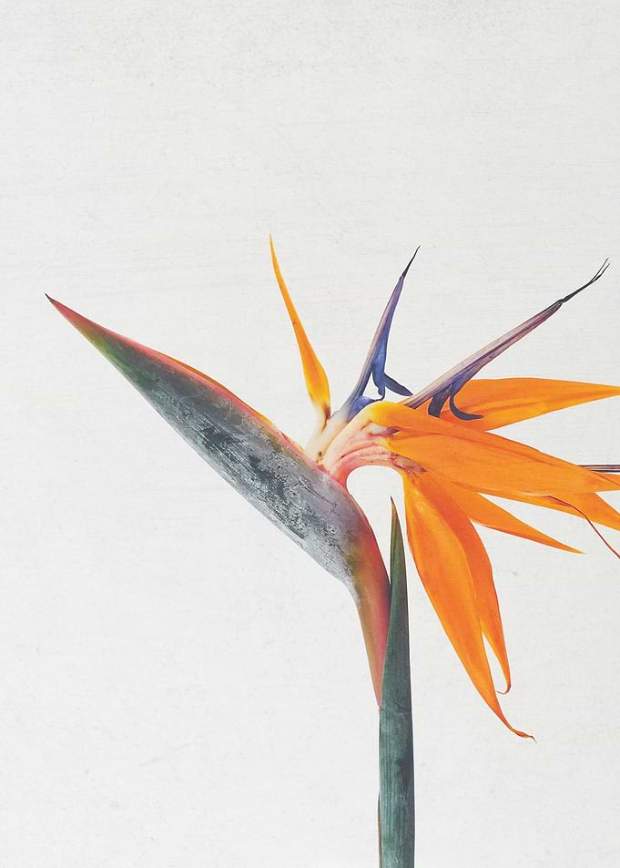 Bird of Paradise