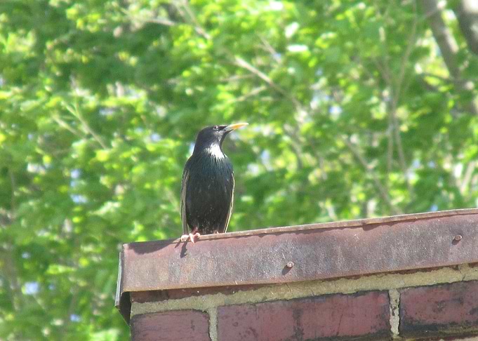 Little black bird
