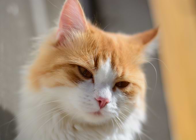 Cat face