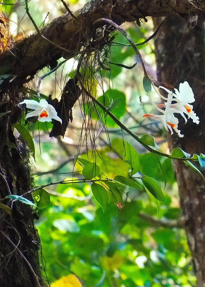 White flowers