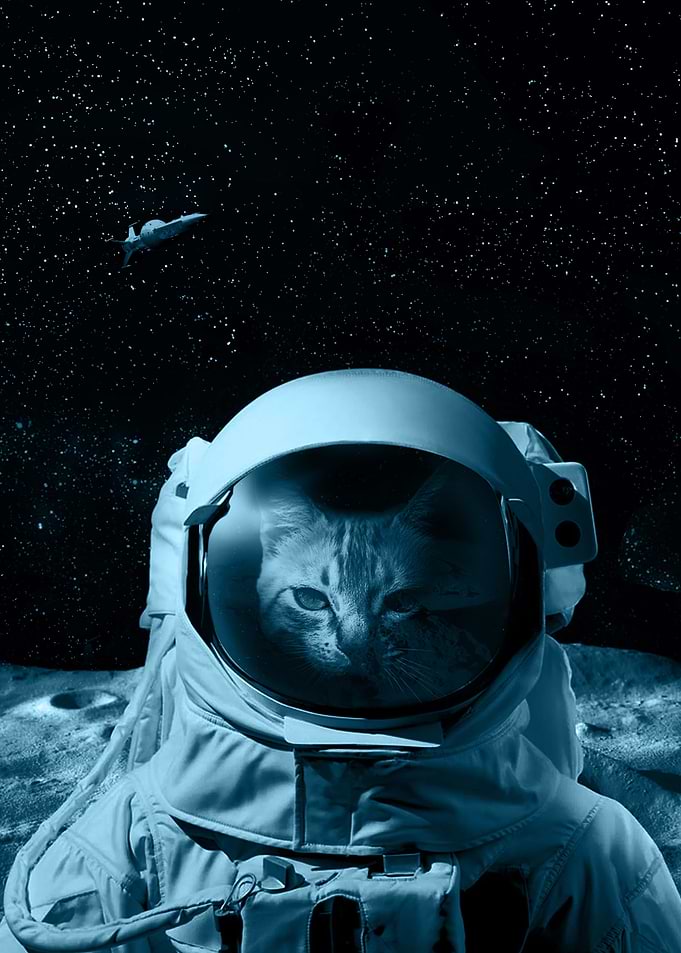 Space Cat