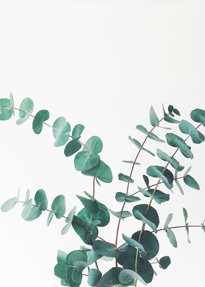 Eucalyptus II