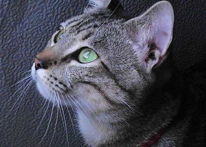 Phillip Kitty