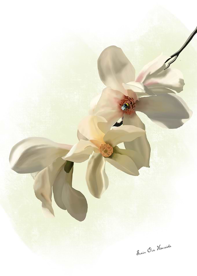 Magnolia flower