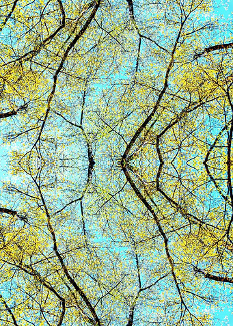 Spring forest 3