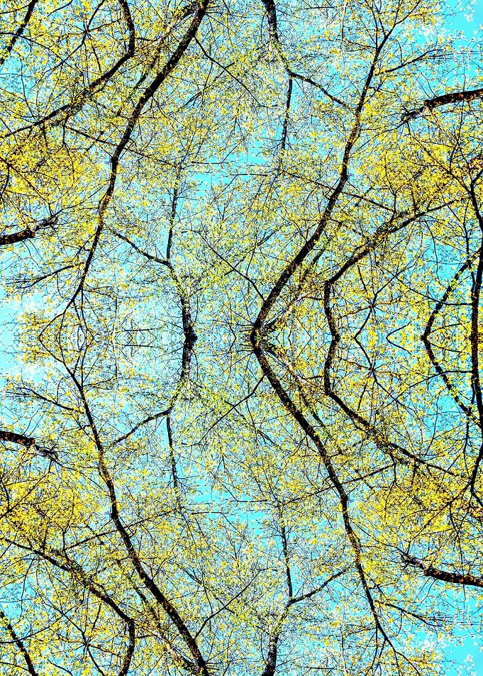 Spring forest 3