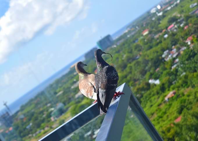Pigeons Birds