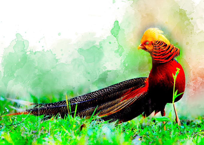 Art Bird
