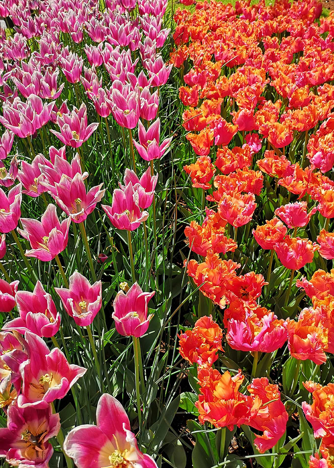 Tulips