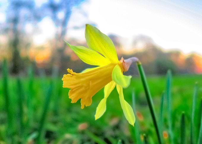 Daffodils at Springtime