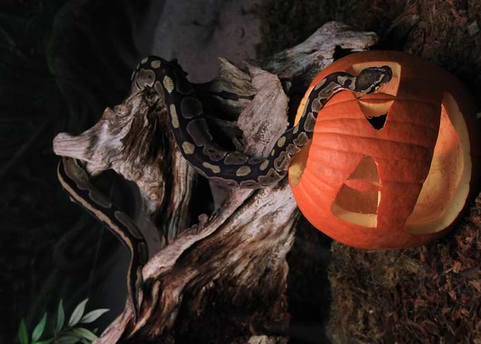 Halloween snake