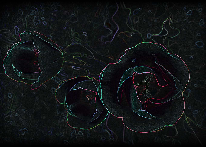 three velvet tulips