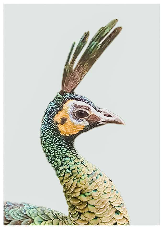 Peacockin