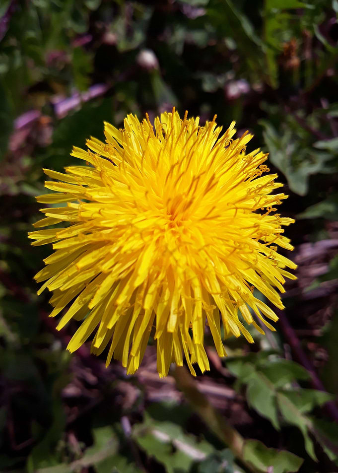 Dandelion 2