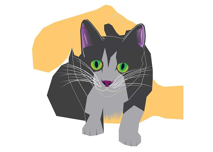 Cat All I Need Is Love