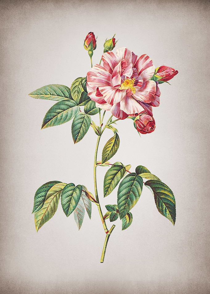 Vintage Rosa Versicolor