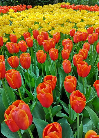 Tulips
