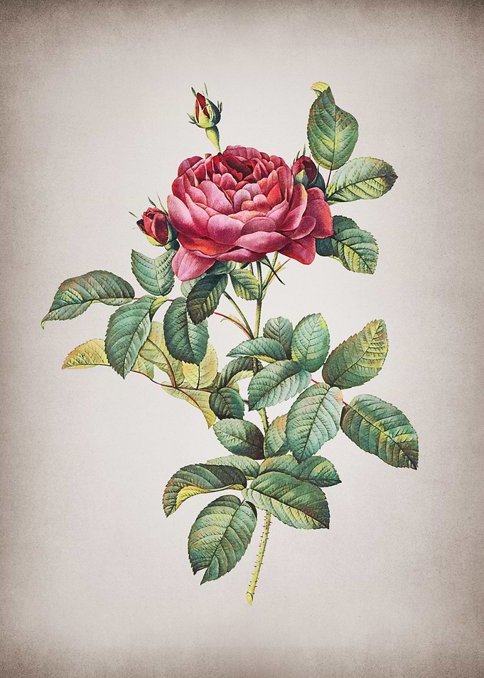 Vintage Red Gallic Rose