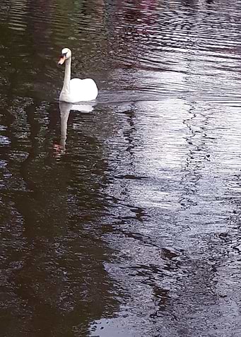 Swan on the lake 1