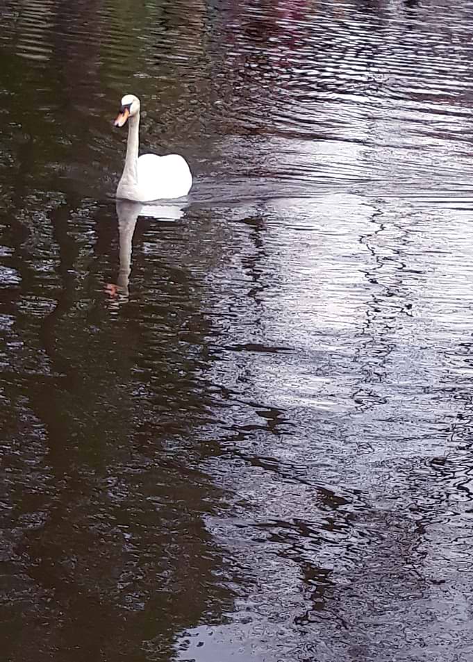 Swan on the lake 1