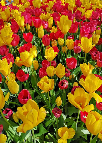 Tulips