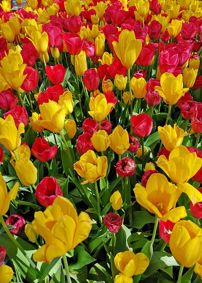 Tulips