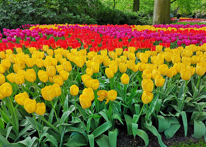 Tulips