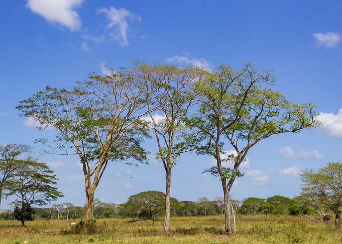 landscape and trees