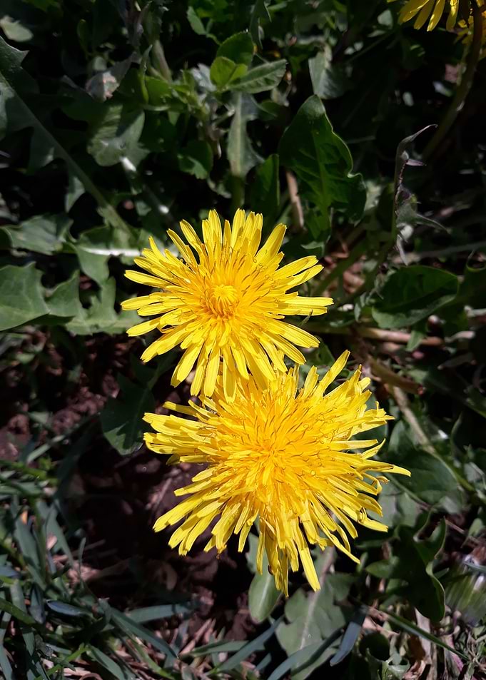 Dandelion 19
