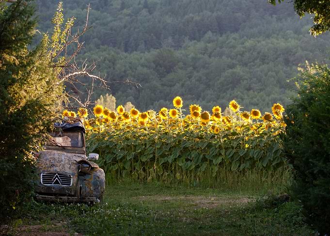 Sunflowers and 2CV