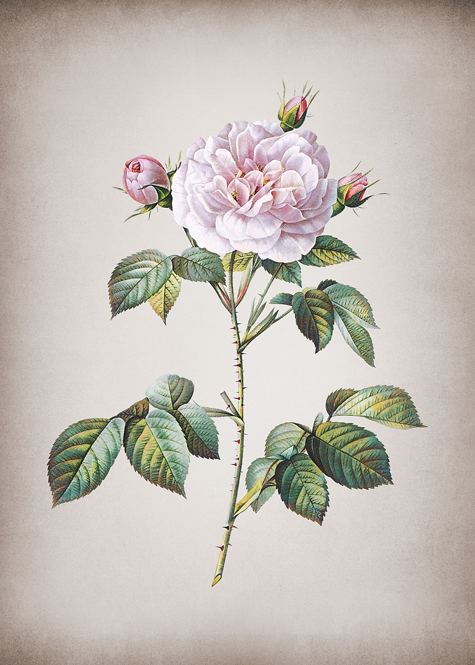 Vintage Rosa Alba
