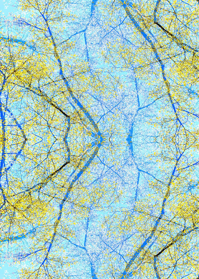 Spring forest 1