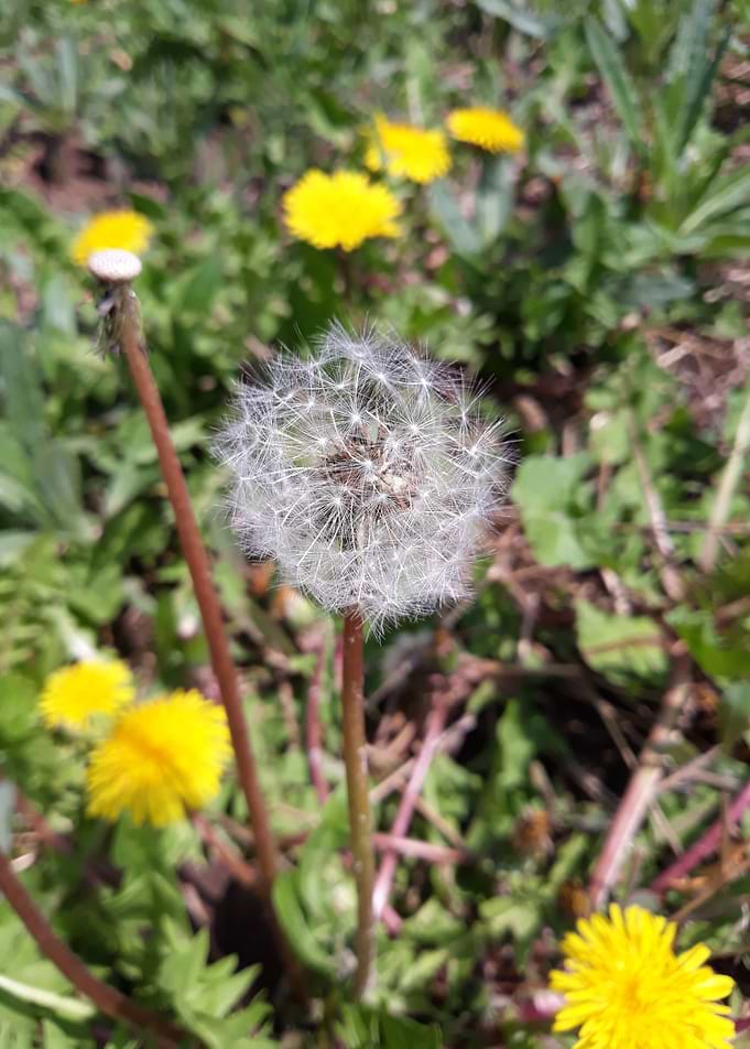 Dandelion 16