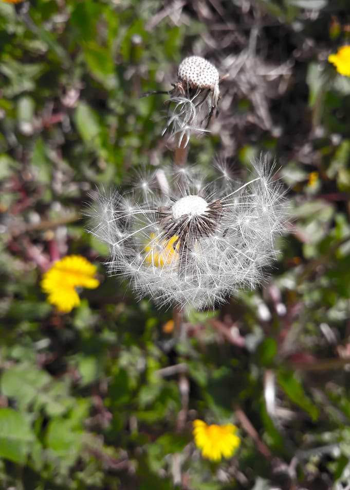 Dandelion 12