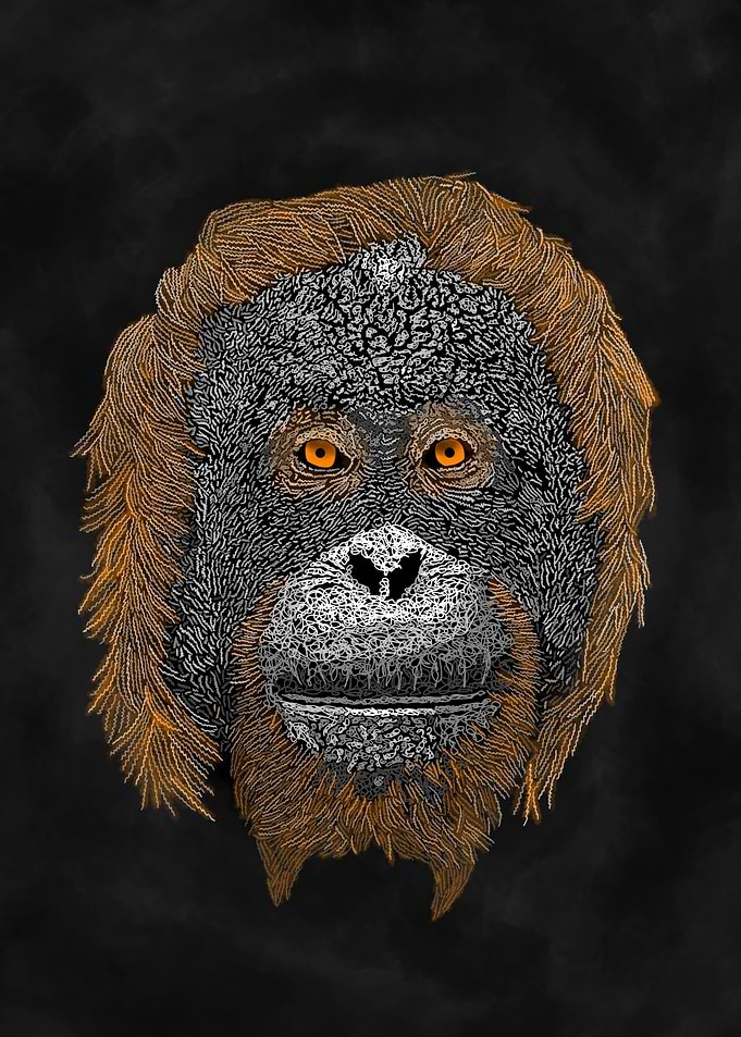 Orangutan
