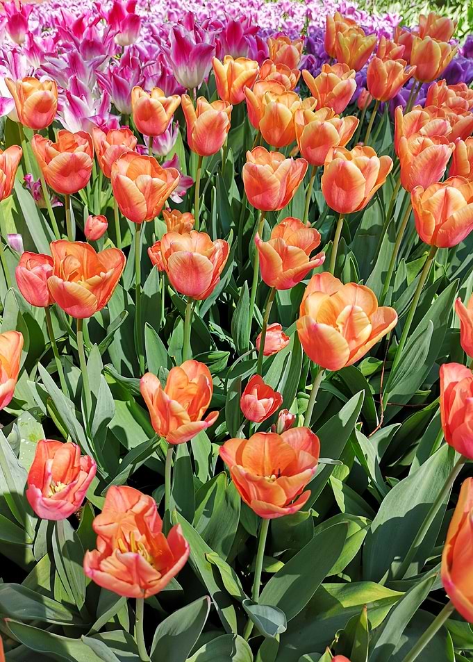 Tulips