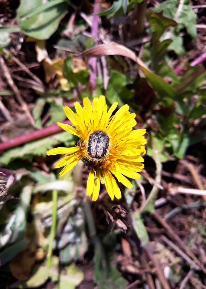 Dandelion 15