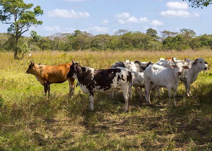 cows in venezuela