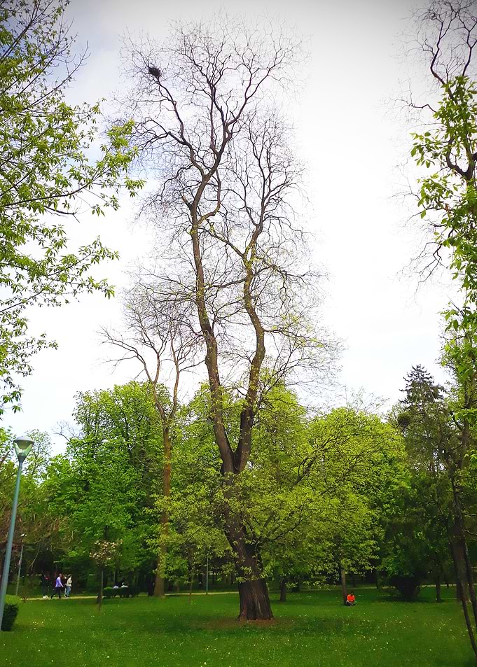 The story of the old tree